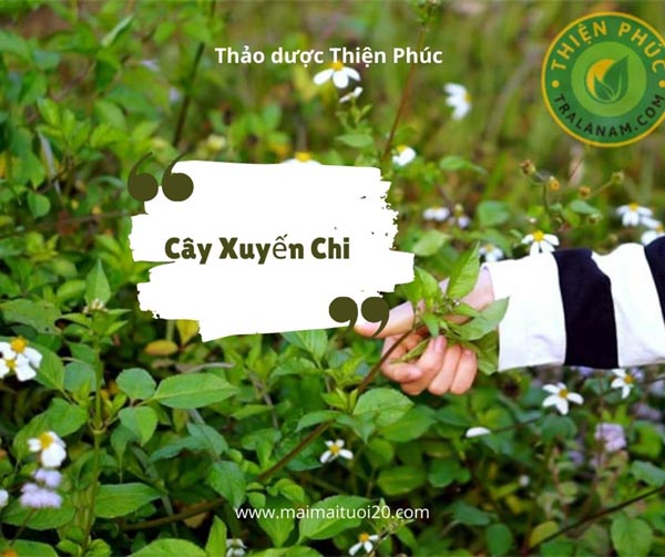 Cây xuyến chi có ăn được không
