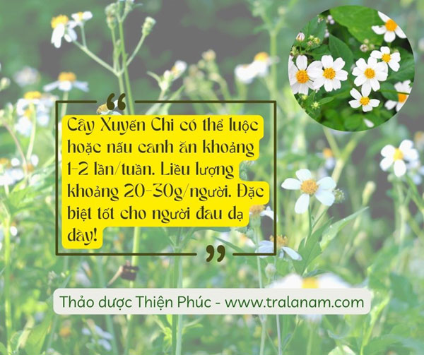 Cây xuyến chi có ăn được không