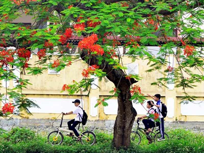 Ảnh minh hoạ: Cảnh sân trường hoa phượng nở nhiều kỷ niệm đẹp